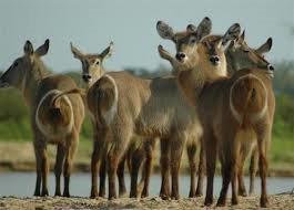 טיולים מאורגנים לטנזניה